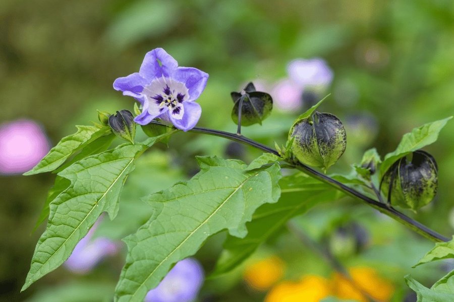 NYHET! Ballongblomma 'Blue Wonder' 50st frön