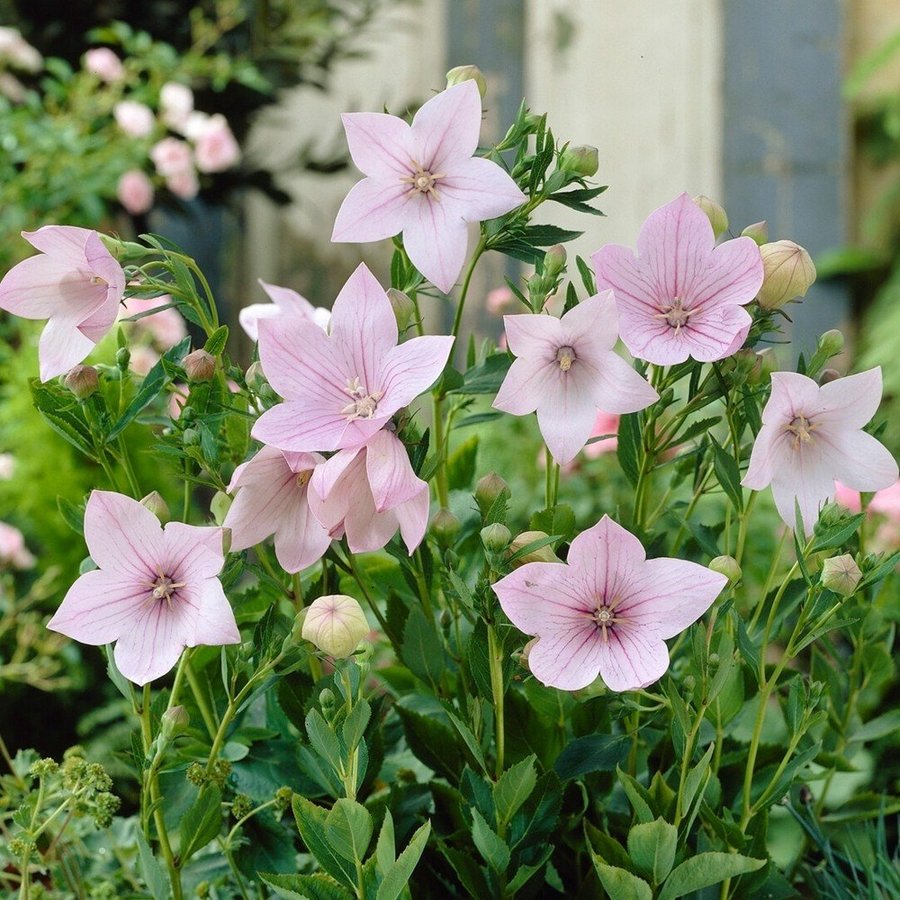 Ballongblomma/ Kinesisk Klockblomma rosa flerårig höjd 30-40 cm 20 frön