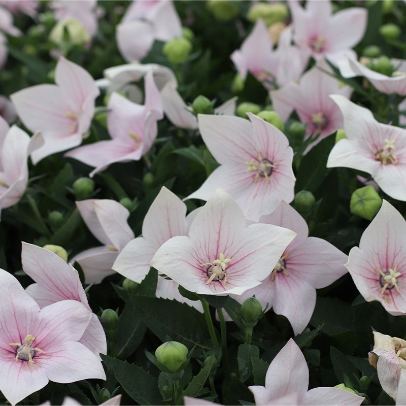 Ballongblomma/ Kinesisk Klockblomma rosa flerårig höjd 30-40 cm 20 frön