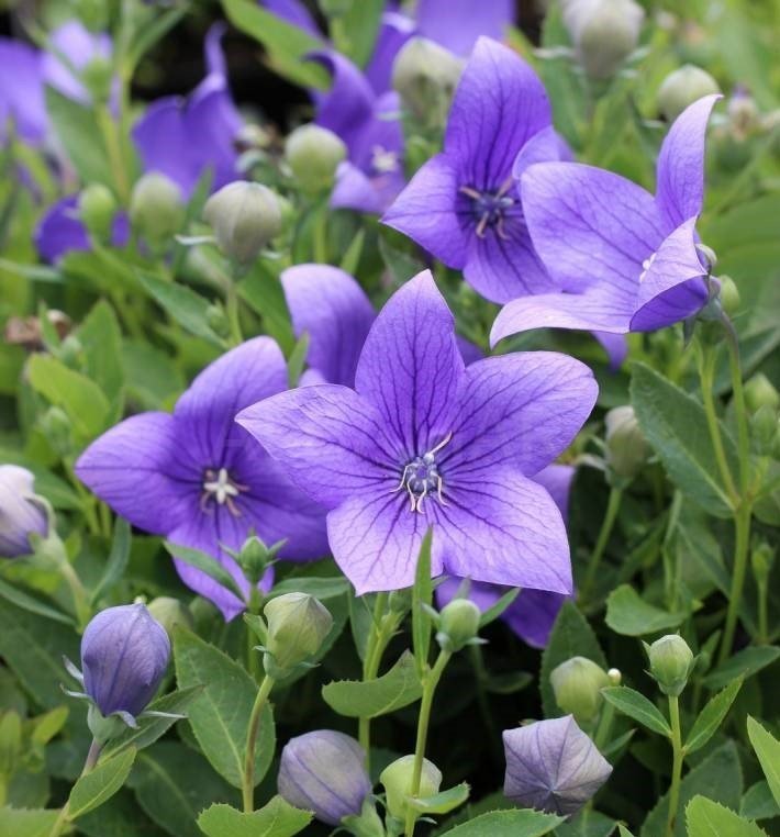 Ballongblomma/ Kinesisk Klockblomma blå flerårig höjd 30-40 cm 20 frön