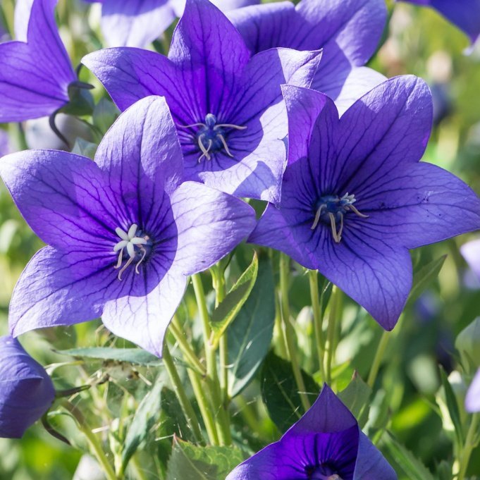 Ballongblomma/ Kinesisk Klockblomma blå flerårig höjd 30-40 cm 20 frön