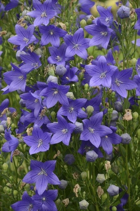 Ballongblomma/ Kinesisk Klockblomma blå flerårig höjd 30-40 cm 20 frön