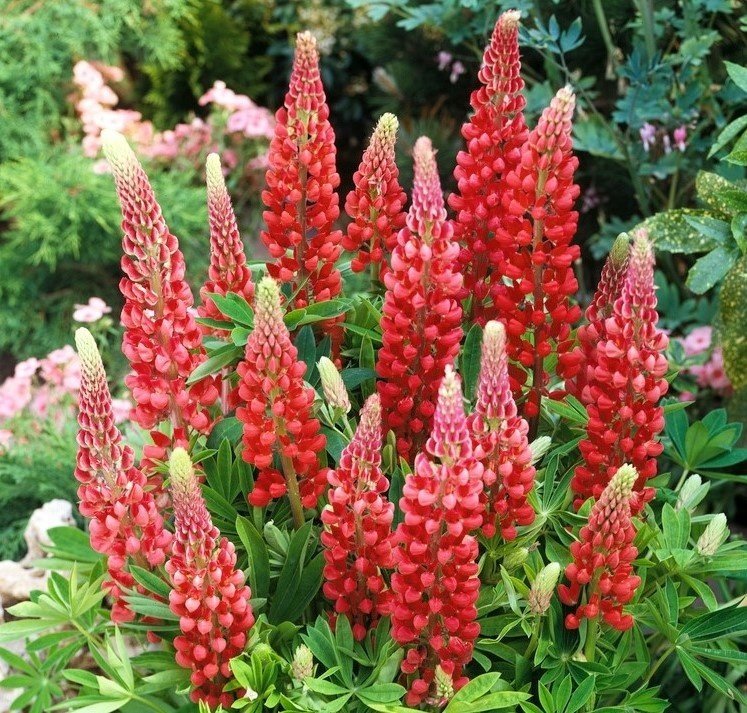 Blomsterlupin ´The Pages´ flerårig höjd ca 80 cm 10 frön