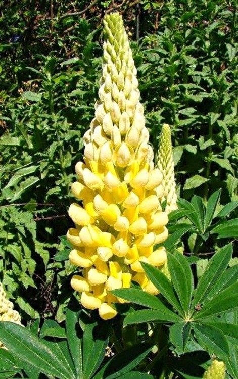 Blomsterlupin ´Chandelier´ flerårig höjd ca 80 cm 10 frön