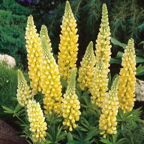 Blomsterlupin ´Chandelier´ flerårig höjd ca 80 cm 10 frön