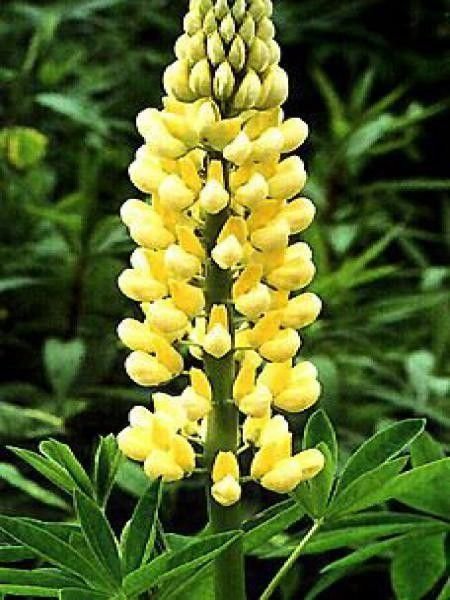 Blomsterlupin ´Chandelier´ flerårig höjd ca 80 cm 10 frön