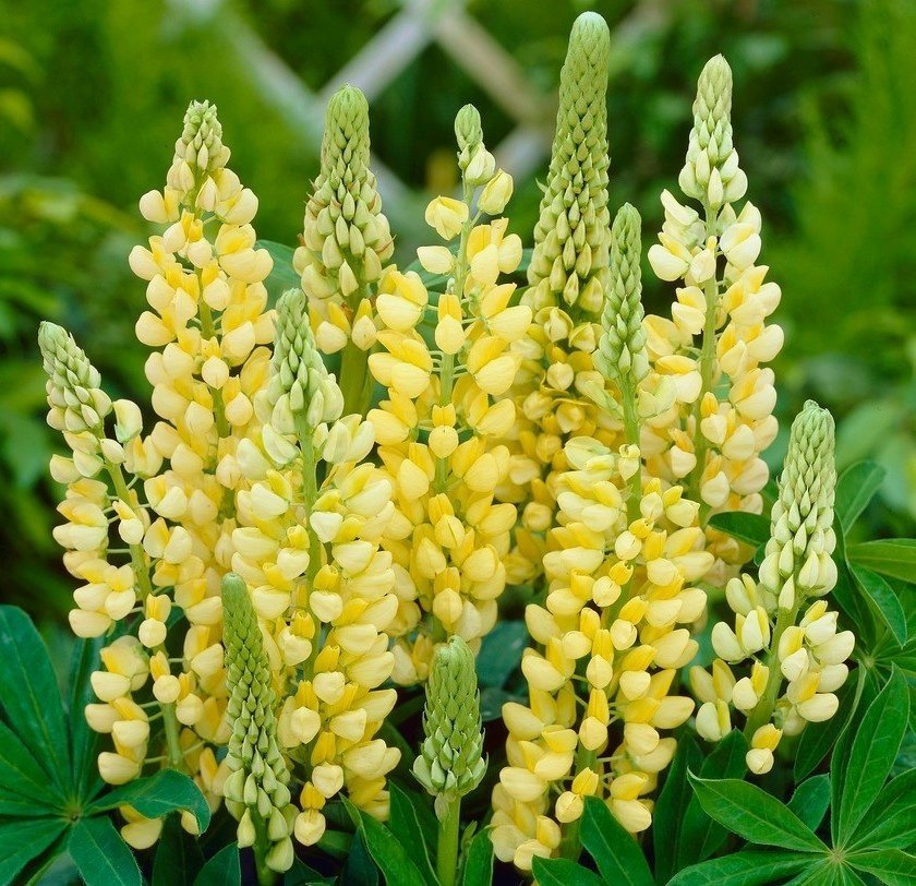 Blomsterlupin ´Chandelier´ flerårig höjd ca 80 cm 10 frön