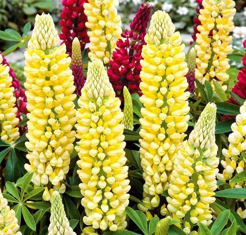 Blomsterlupin ´Chandelier´ flerårig höjd ca 80 cm 10 frön