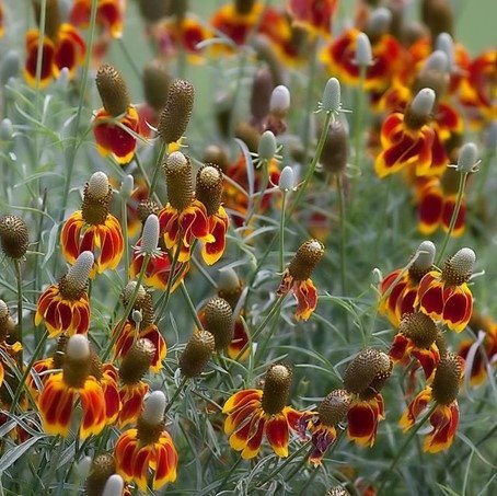 Ratibida ´Mexican Hat´ flerårig höjd 50-70 cm blomtid juli-sept 50 frön