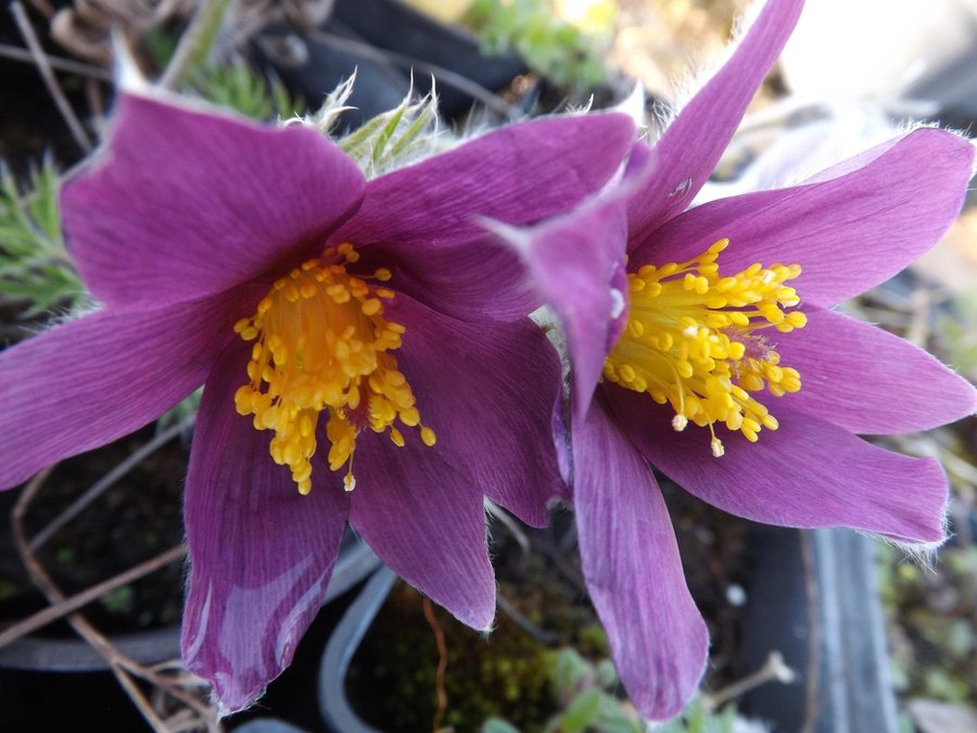 Backsippa flerårig höjd 20 cm blomtid april-juni 20 frön