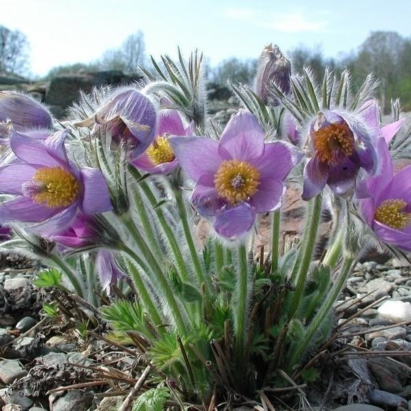 Backsippa flerårig höjd 20 cm blomtid april-juni 20 frön