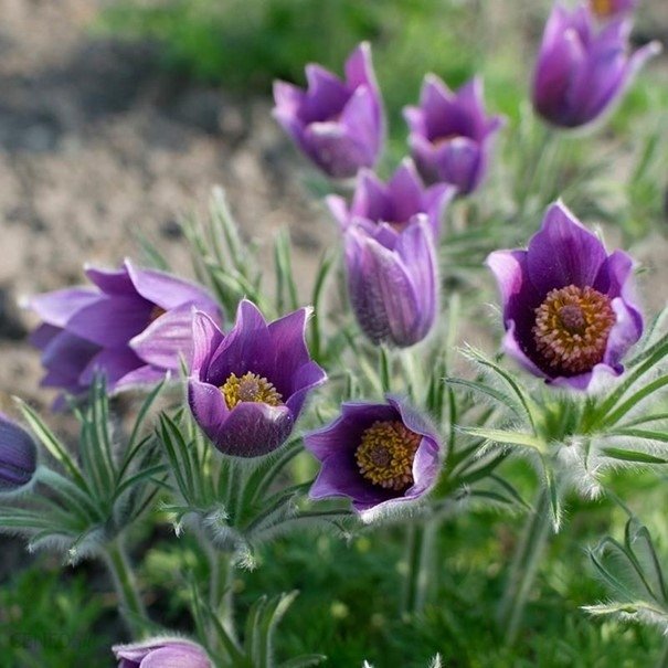 Backsippa flerårig höjd 20 cm blomtid april-juni 20 frön