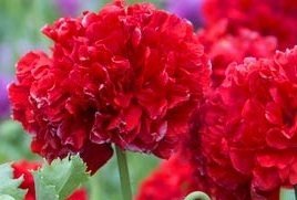 Papaver paeoniflorum 'Red Peony' - Pionvallmo