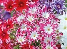 Phlox drummondii 'Twinkle Star' - Sommarflox