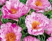 Portulaca grfl 'Double Peppermint' - Praktportlak