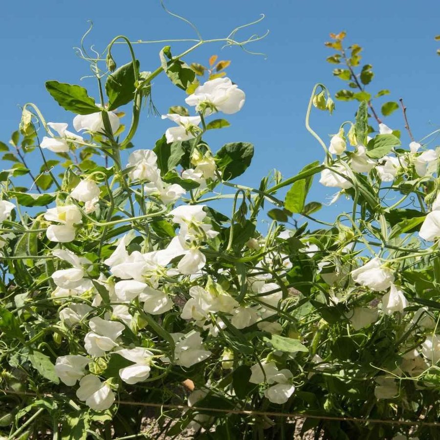 Luktärt Vit ettårig höjd ca 120 cm blomtid juli-september 10 frön