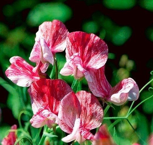 Luktärt ´America´ ettårig höjd ca 120 cm blomtid juli-september 20 frön