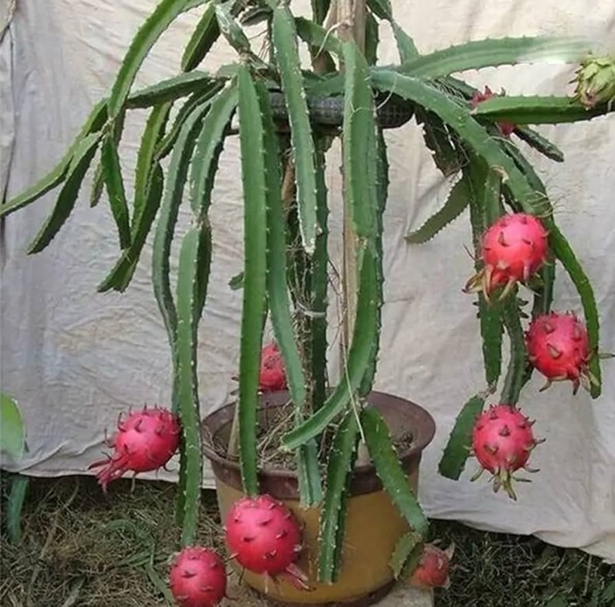 Dragon Fruit/Pitahaya kaktus lättodlad snabbväxande 10 frön