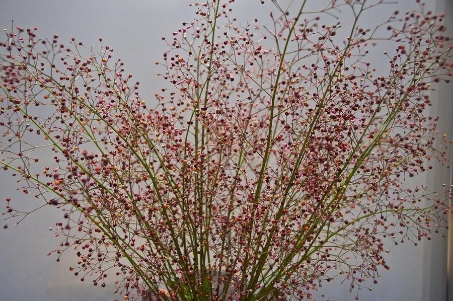 Bärnstensvippa flerårig (som krukväxt) höjd 70 cm blomtid jun-okt 40 frö