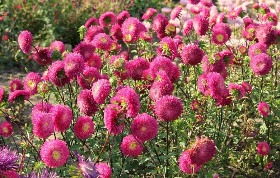 Aster Zorza, höjd 50-80 cm, blommar juli-sept., 50 frö