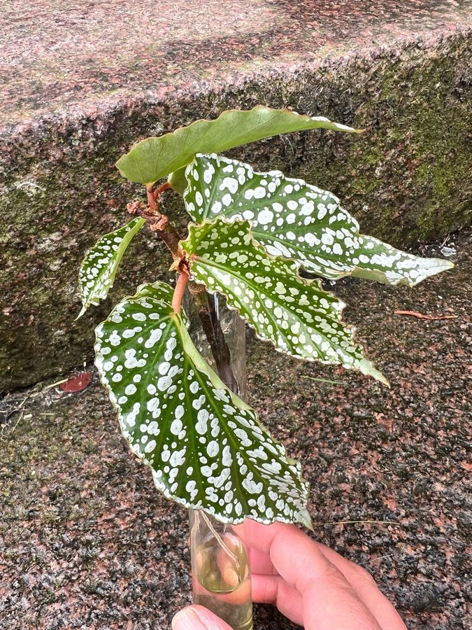 Begonia snowcap