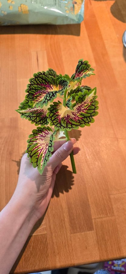 Palettblad Coleus- Space Cake