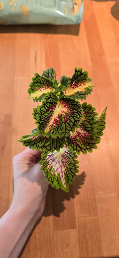 Palettblad Coleus- Space Cake