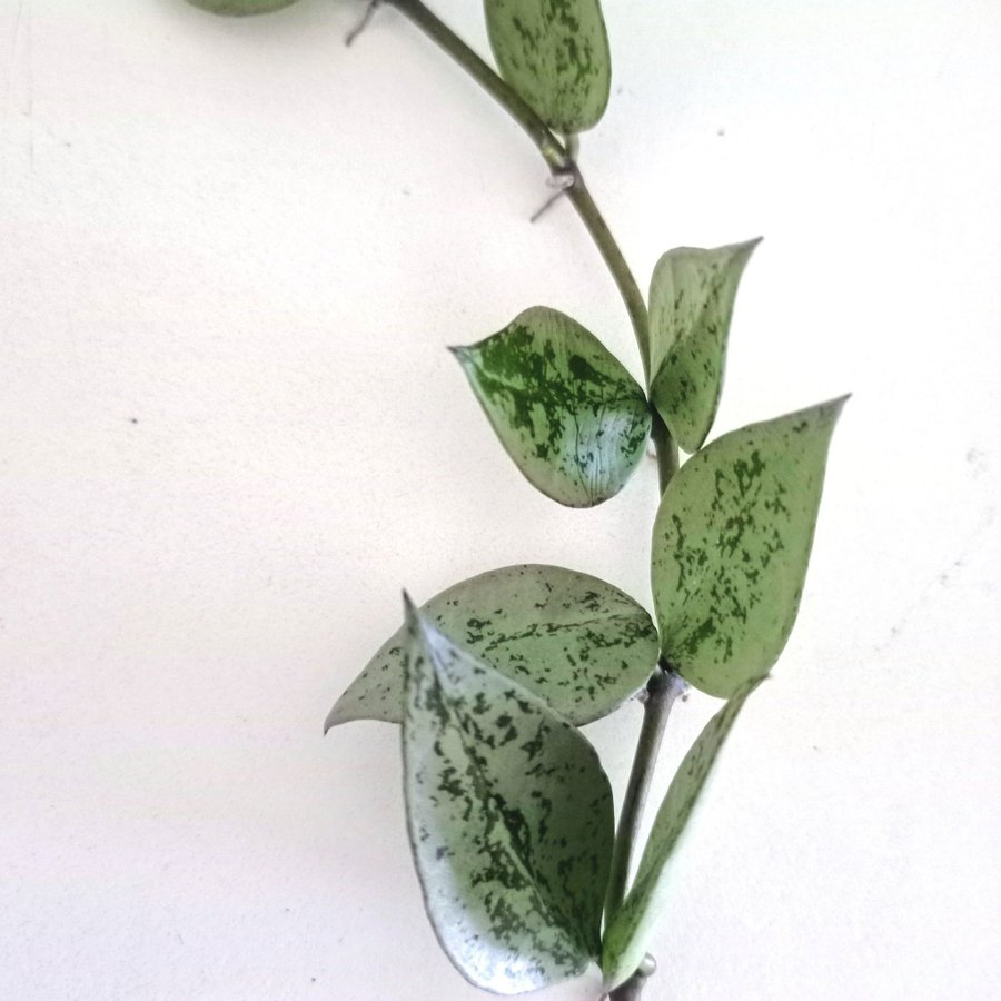 HOYA KROHNIANA " SUPER SILVER"I - stickling