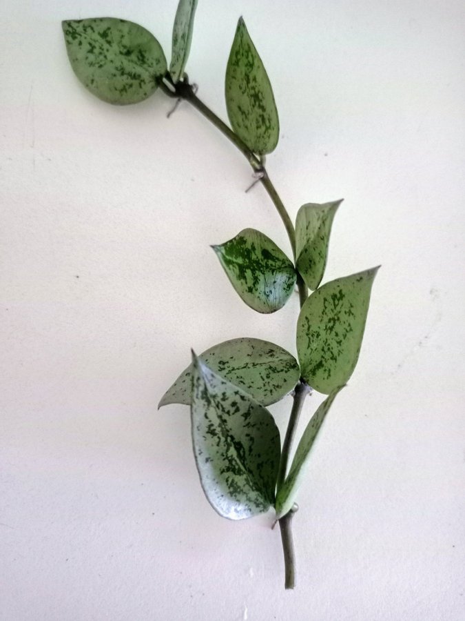 HOYA KROHNIANA " SUPER SILVER"I - stickling