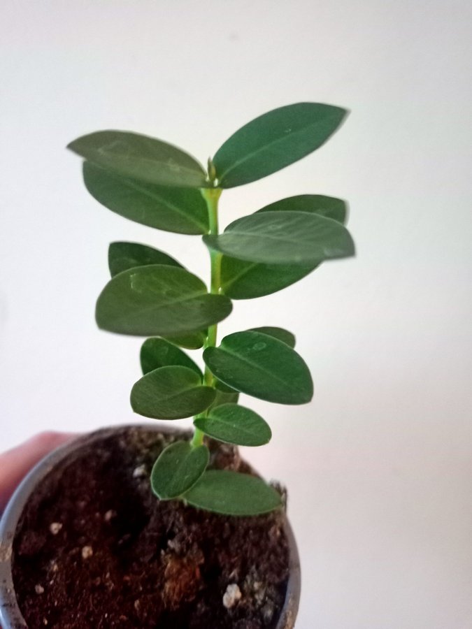 HOYA CUMINGIANA - planta