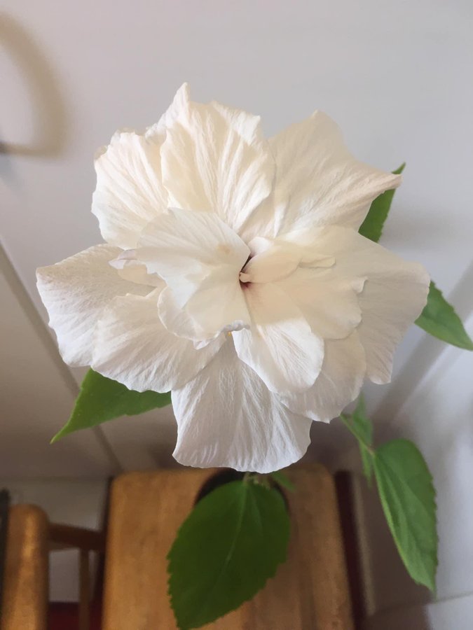 Hibiskus rotad stickling / planta av White Classic Hibiscus