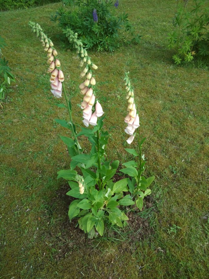 APRIKOSFÄRGAD FINGERBORGSBLOMMA,FRÖN,"PERENN"/BIENN