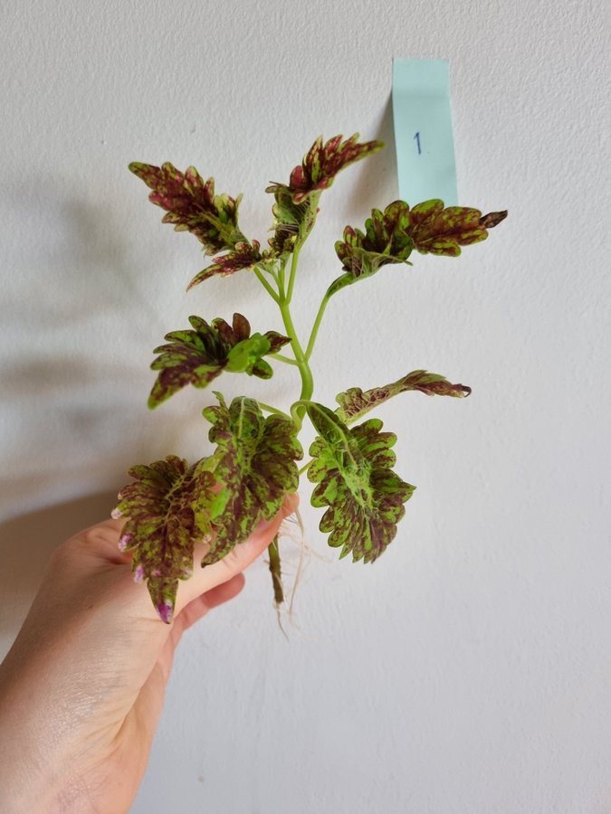 Palettblad Gilda Coleus Stickling