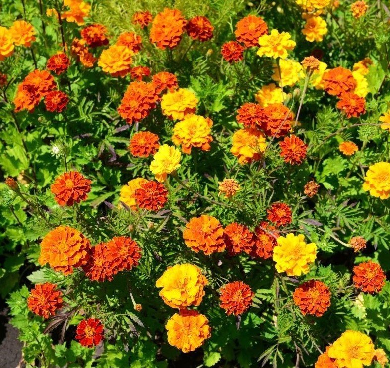 Tagetes låg Mix höjd 20-30 cm OBS! Köpta ej egen plock 1 msk se sista bild