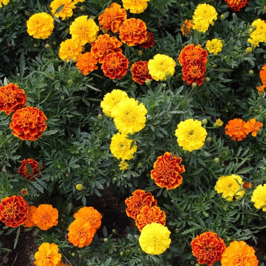 Tagetes låg Mix höjd 20-30 cm OBS! Köpta ej egen plock 1 msk se sista bild