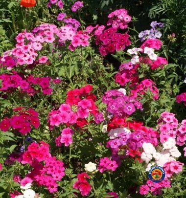 Sommarflox Drumonda mix  ettårig höjd 20-30 cm blommar juni-frost 50 frön