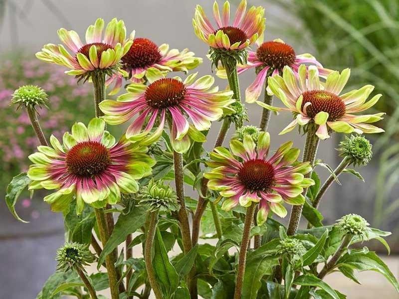 Rudbeckia solhatt "Green Twister" flerårig höjd 80-120 cm 20 frön