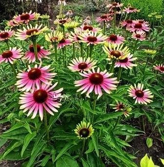 Rudbeckia solhatt "Green Twister" flerårig höjd 80-120 cm 20 frön