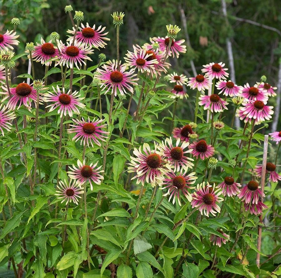 Rudbeckia solhatt "Green Twister" flerårig höjd 80-120 cm 20 frön