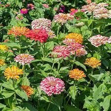 Zinnia Candy Stripe höjd  blommar juli-september 25 frön