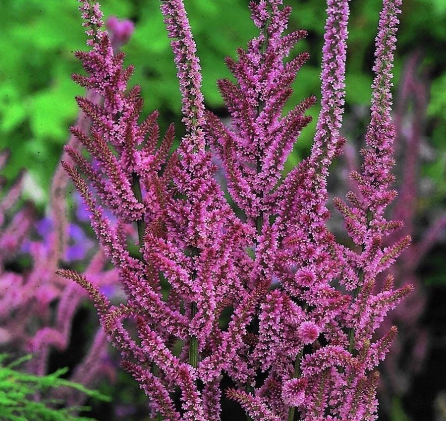 Axrisp ettårig höjd 60-80 cm blomtid juli-frost ca 50 frön