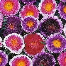 Aster Moonshine höjd 50 cm blommar juli-oktober 30 frön