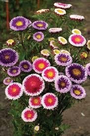 Aster Moonshine höjd 50 cm blommar juli-oktober 30 frön