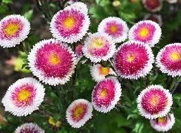 Aster Moonshine höjd 50 cm blommar juli-oktober 30 frön