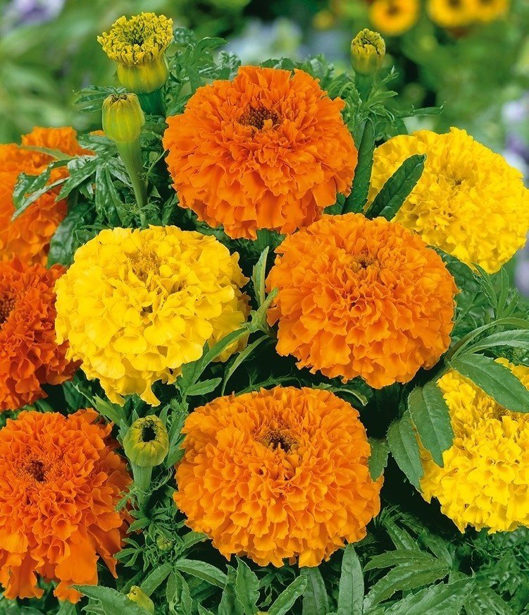 Tagetes hög Mix höjd 65-90 cm storblommig blommar juni-oktober 40 frö