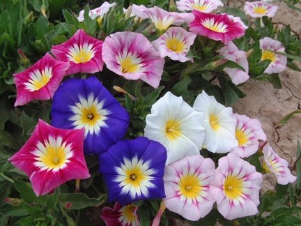 Purpurvinda Trefärgad Mix klätterväxt blommar juli-september 12 frön
