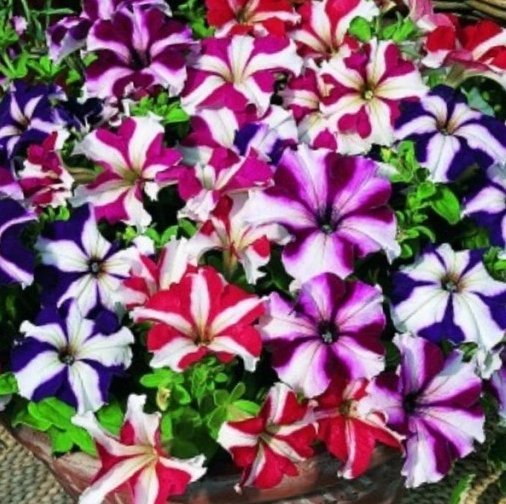 Petunia/ Stjärnpetunia Mix hybrid ettårig h ca 25 cm blom maj-okt 40 frön