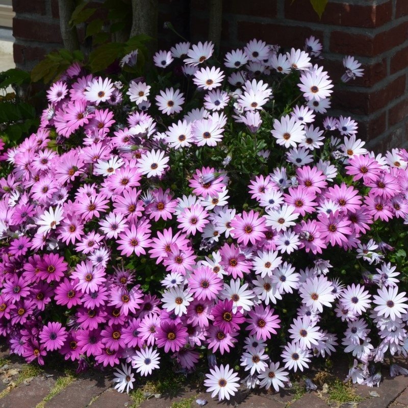 Stjärnöga ettårig höjd 30-35 cm stora vackra blommor bl juni-sept 15 frön