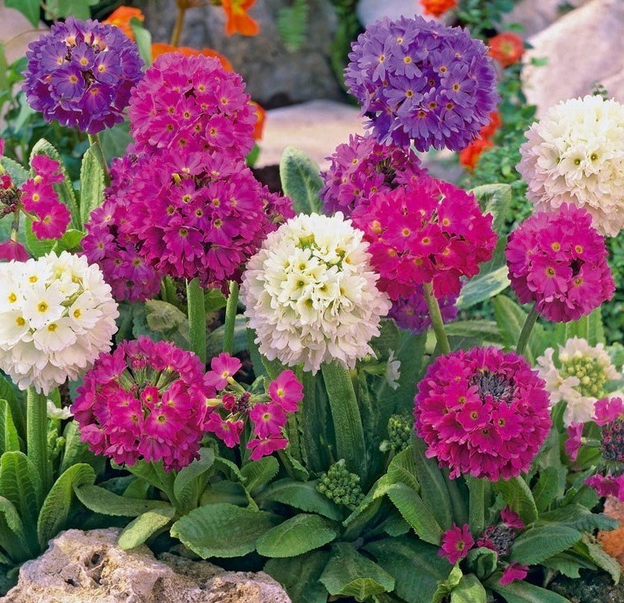 Bollviva flerårig höjd ca 30 cm blomtid april-juni minst 50 frön