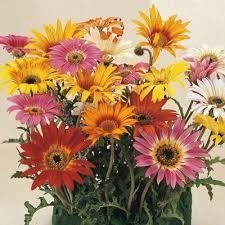 Arctotis `African Daisy` Mix  ettårig h 40 cm blommar juli-oktober 30 frön